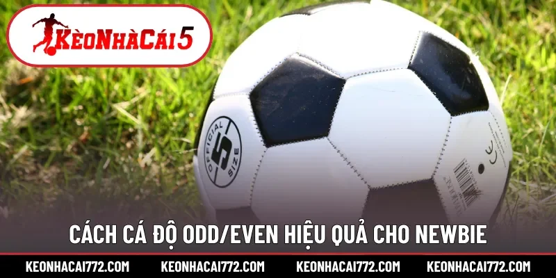 Cách cá độ Odd/Even hiệu quả cho newbie